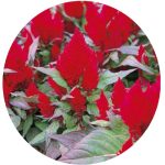 بذر تاج خروس واریته کیمونو قرمز | celosia plumosa kimono Red
