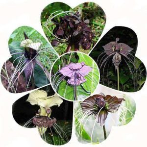 بذر گل کمیاب ارکیده ببر سیاه (Black Tiger Orchid)