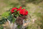 بذر بگونیا غده ای مولتی فلورا نیو استار قرمز | Begonia Tuberhybrida (multi) New Star Red
