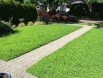 بذر دایکوندرا | شبدر آمریکایی