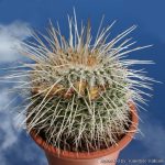 بذر کاکتوس مامیلاریا نجاپنسیس | Mammillaria nejapensis