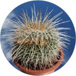 بذر کاکتوس مامیلاریا نجاپنسیس | Mammillaria nejapensis