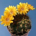 بذر کاکتوس وینگارتیا | Weingartia Saipieana Seed