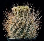 بذر کاکتوس انسیسترو کاکتوس | Ancistrocactus