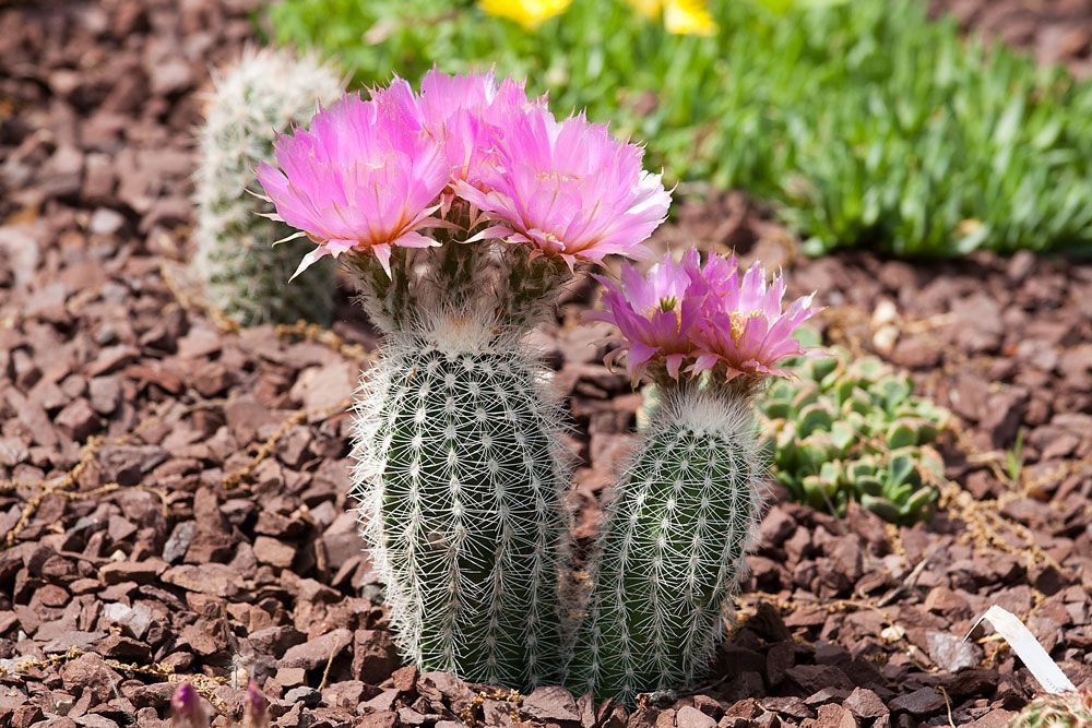 بذر کاکتوس اچینو سرئوس سفید