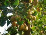 بذر درخت کمیاب جینکو یا ژینکو (GINKGO BILOBA)