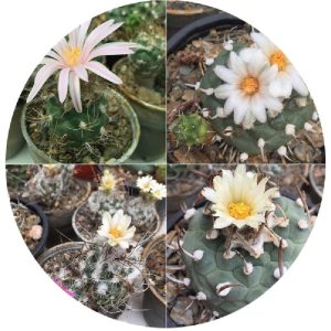 بذر توربینی کارپوس میکس | Turbinicarpus Seed