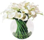 پیاز گل زیبای CALLA  AETHIOPICA  ,Calla lily (گل شیپوری)