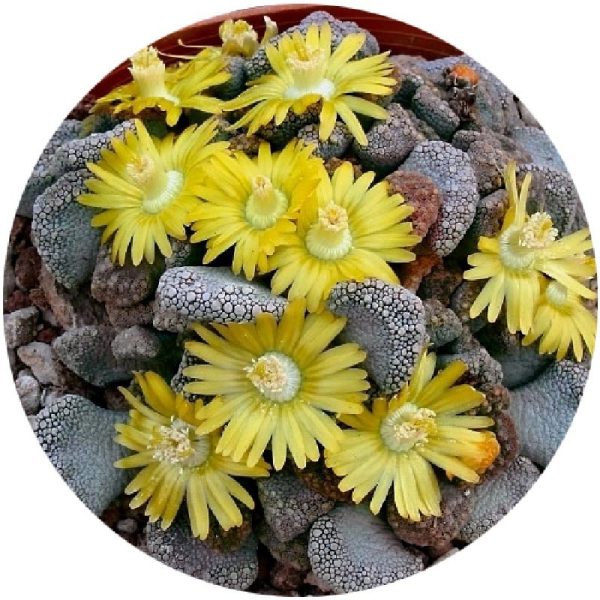 بذر تیتانوپسیس کالکریا یا کالکاری | Titanopsis calcarea