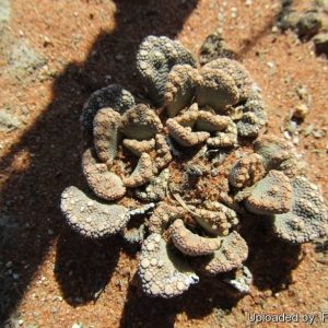 بذر تیتانوپسیس کالکریا یا کالکاری | Titanopsis calcarea