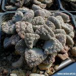 بذر تیتانوپسیس کالکریا یا کالکاری | Titanopsis calcarea