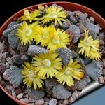 بذر تیتانوپسیس کالکریا یا کالکاری | Titanopsis calcarea