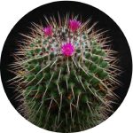 بذر کاکتوس مامیلاریا پلی تل | Mammillaria polythele