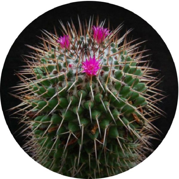 بذر کاکتوس مامیلاریا پلی تل | Mammillaria polythele