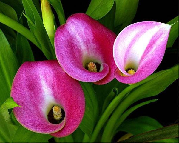 پیاز گل زیبای CALLA  AETHIOPICA  ,Calla lily (گل شیپوری)