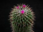 بذر کاکتوس مامیلاریا پلی تل | Mammillaria polythele