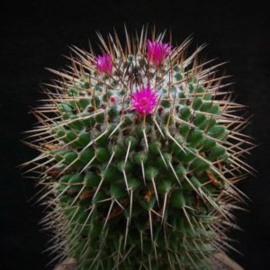 بذر کاکتوس مامیلاریا پلی تل | Mammillaria polythele