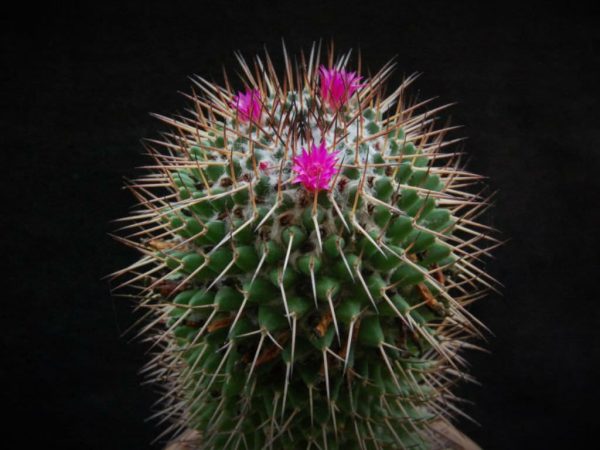 بذر کاکتوس مامیلاریا پلی تل | Mammillaria polythele