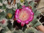 بذر کاکتوس مامیلاریا پلی تل | Mammillaria polythele