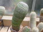 بذر کاکتوس مامیلاریا پلی تل | Mammillaria polythele