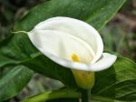 پیاز گل زیبای CALLA  AETHIOPICA  ,Calla lily (گل شیپوری)