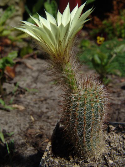 بذر کاکتوس فرالیا هورستی | Frailea horstii f. ritteriana