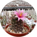 بذر کاکتوس مامیلاریا مازاتلانسیس مونوسنترا | Mammillaria mazatlanensis v. monocentra