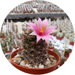 بذر کاکتوس مامیلاریا مازاتلانسیس مونوسنترا | Mammillaria mazatlanensis v. monocentra