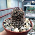 بذر کاکتوس مامیلاریا مازاتلانسیس مونوسنترا | Mammillaria mazatlanensis v. monocentra