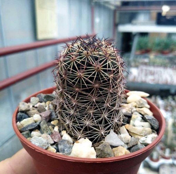بذر کاکتوس مامیلاریا مازاتلانسیس مونوسنترا | Mammillaria mazatlanensis v. monocentra