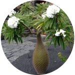 بذر نخل ماداگاسکار لامری | Pachypodium lamerei