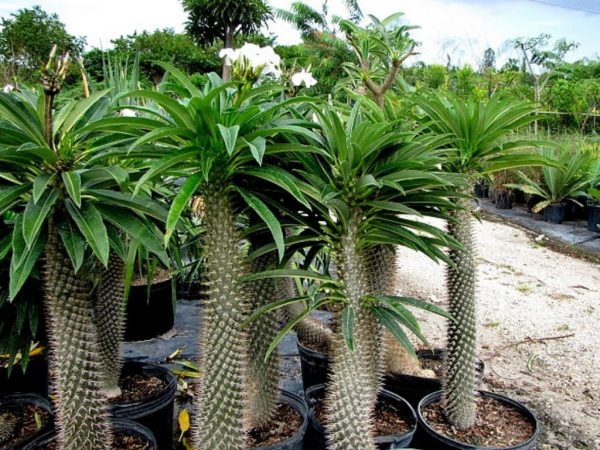 بذر نخل ماداگاسکار لامری | Pachypodium lamerei