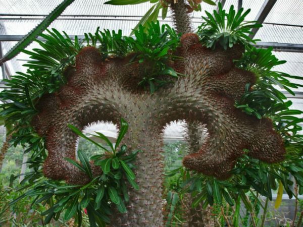 بذر نخل ماداگاسکار لامری | Pachypodium lamerei