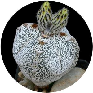 بذر کاکتوس آستروفیتوم میروستیگما سی وی اونزوکا | Astrophytum myriostigma cv Onzuka