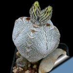 بذر کاکتوس آستروفیتوم میروستیگما سی وی اونزوکا | Astrophytum myriostigma cv Onzuka