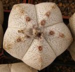 بذر کاکتوس آستروفیتوم میروستیگما سی وی اونزوکا | Astrophytum myriostigma cv Onzuka