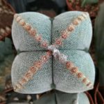 بذر کاکتوس آستروفیتوم میروستیگما سی وی بیگ آرئولا | Astrophytum myriostigma cv. big areola