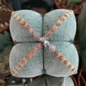 بذر کاکتوس آستروفیتوم میروستیگما سی وی بیگ آرئولا | Astrophytum myriostigma cv. big areola