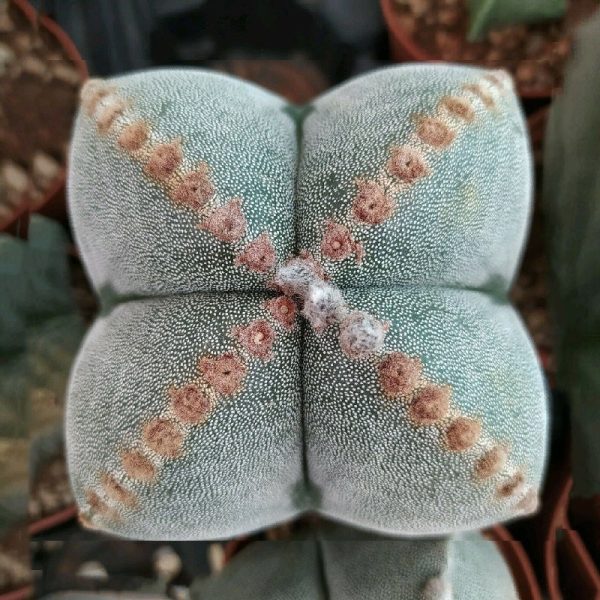بذر کاکتوس آستروفیتوم میروستیگما سی وی بیگ آرئولا | Astrophytum myriostigma cv. big areola