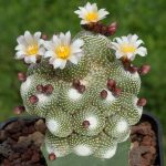 بذر کاکتوس بلوسفلدیا کامپانیفلورا | Blossfeldia  campaniflora