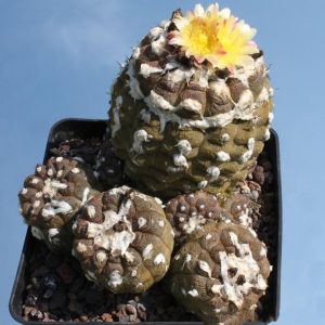 بذر کاکتوس کوپیاپوآ هیپوگیا  واریته پوست مارمولک | Copiapoa hypogaea cv. Lizard Skin