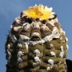 بذر کاکتوس کوپیاپوآ هیپوگیا  واریته پوست مارمولک | Copiapoa hypogaea cv. Lizard Skin
