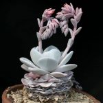 بذر ساکولنت اچوریا لویی یا اشوریا لاوی | echeveria laui seed
