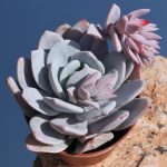 بذر ساکولنت اچوریا لویی یا اشوریا لاوی | echeveria laui seed