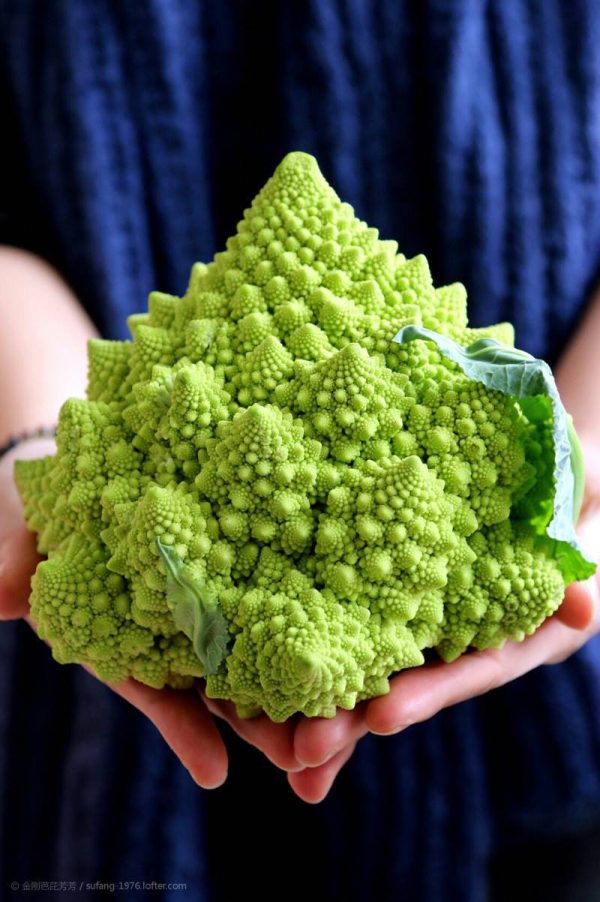 بذر کلم بروکلی رومانسکو رومی (Romanesco broccoli)