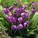 پیاز کمیاب ارکیده باغچه ای ژاپنی | Bletilla striata