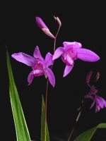 پیاز کمیاب ارکیده باغچه ای ژاپنی | Bletilla striata