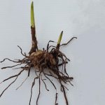 پیاز کمیاب ارکیده باغچه ای ژاپنی | Bletilla striata