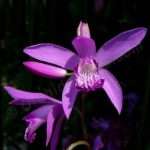 پیاز کمیاب ارکیده باغچه ای ژاپنی | Bletilla striata