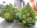 بذر کلم بروکلی رومانسکو رومی (Romanesco broccoli)